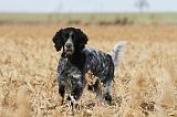 SETTER ANGLAIS 158